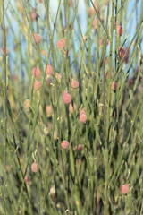 Eremosparton aphyllum