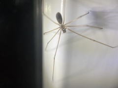 Pholcus manueli