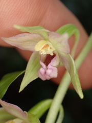 Epipactis leptochila neglecta