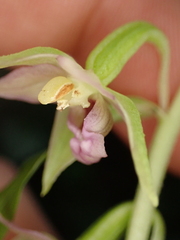 Epipactis leptochila neglecta