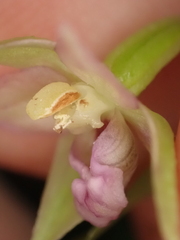 Epipactis leptochila neglecta