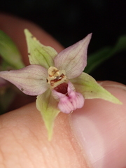 Epipactis leptochila neglecta
