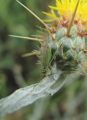 Oncotylus viridiflavus