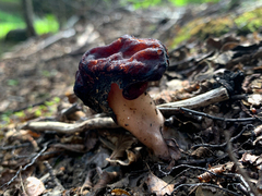 Gyromitra antarctica