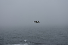 Larus schistisagus