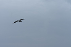 Larus schistisagus
