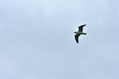 Larus schistisagus