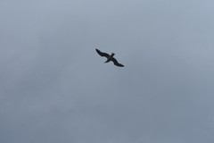 Larus schistisagus