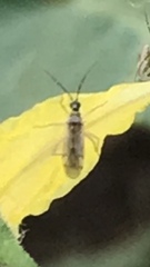Miridae
