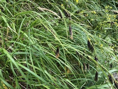 Carex macrochaeta
