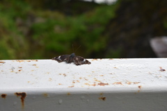 Kaniska canace nojaponicum