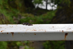 Kaniska canace nojaponicum