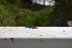 Kaniska canace nojaponicum