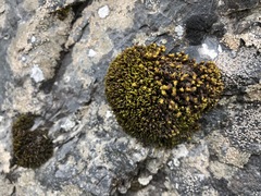 Plenogemma phyllantha