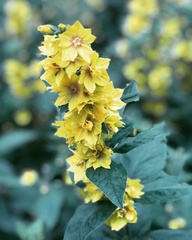Lysimachia punctata