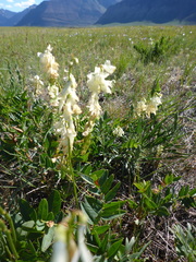 Hedysarum sulphurescens