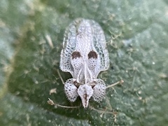 Corythucha confraterna