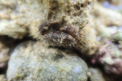 Pilumnus