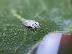 Corythucha confraterna