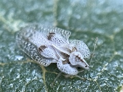 Corythucha confraterna