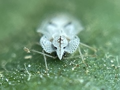 Corythucha confraterna