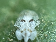 Corythucha confraterna