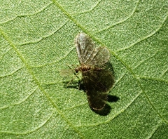 Nallachius americanus