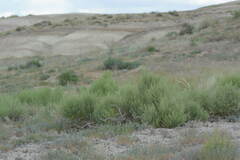 Salsoleae