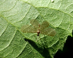 Nallachius americanus