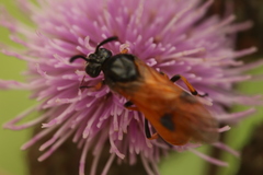 Arge melanochra