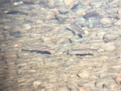 Richardsonius egregius