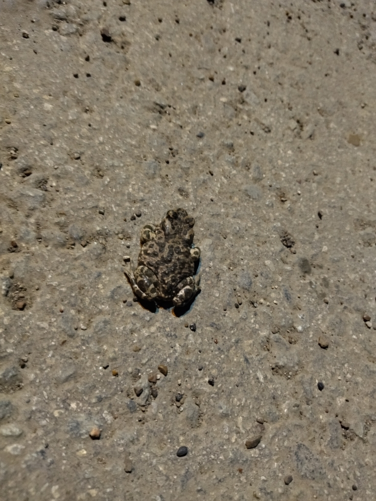 Variable toad from on june 27 2022 at 10 14 pm by 