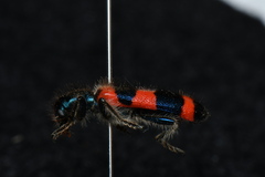 Trichodes sinae