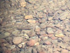 Richardsonius egregius