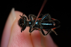 Trichodes sinae