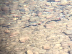 Richardsonius egregius