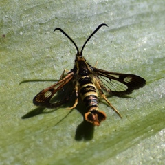 Synanthedon bibionipennis