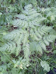 Conioselinum tataricum