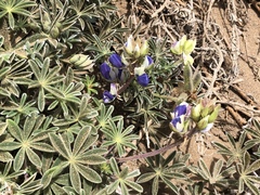 Lupinus variicolor