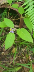 Solanum densevestitum