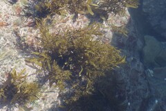 Sargassum incisifolium