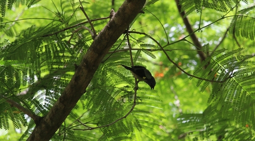 Yellow-winged Tanager (Thraupis abbas), photo 5