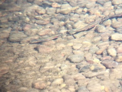 Richardsonius egregius