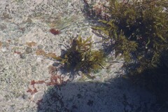 Sargassum incisifolium