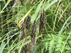 Carex macrochaeta