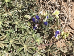 Lupinus variicolor