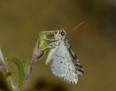 Atomorpha punctistrigaria