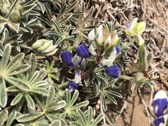 Lupinus variicolor