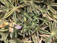 Lupinus variicolor