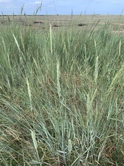Elymus pungens